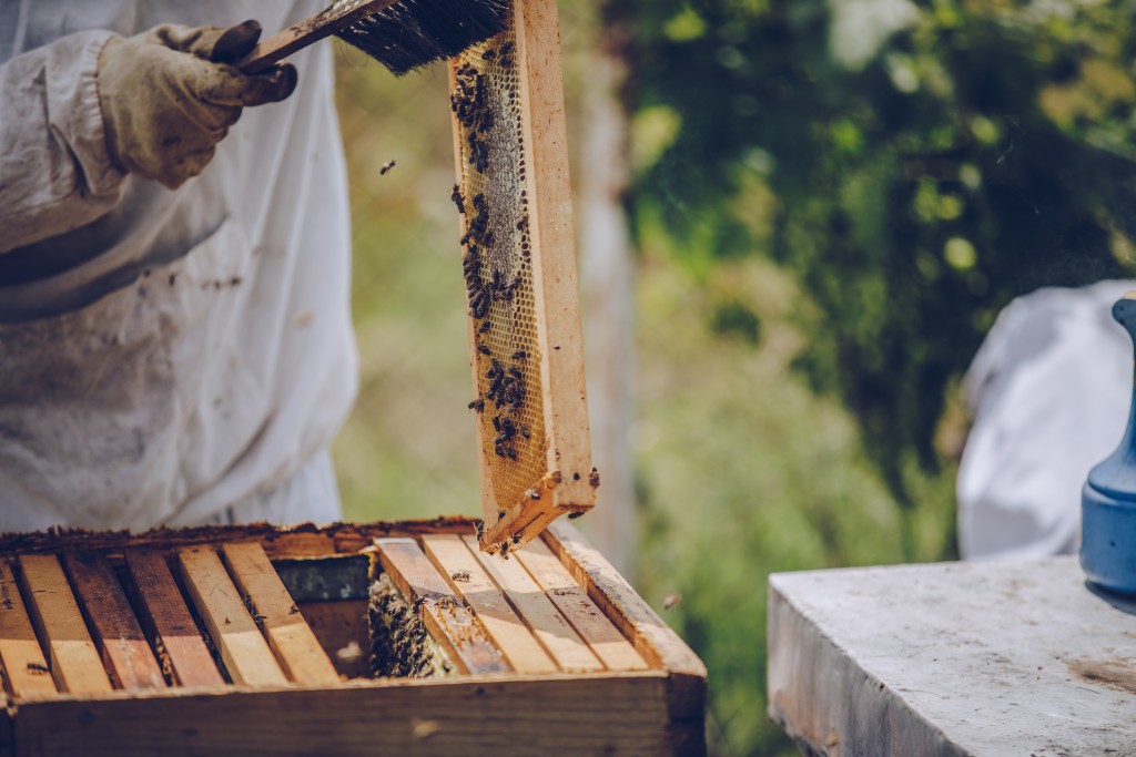 Harvesting Honey