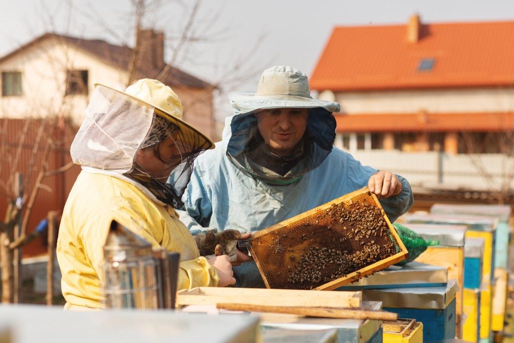 honeybee farmers